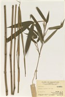 藏品(Avundinaria)的圖片